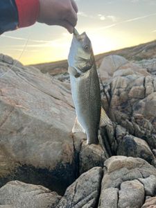 European Bass (Seabass)