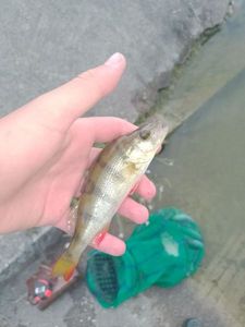European Perch