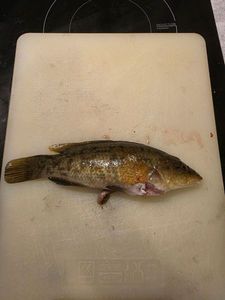 Ballan Wrasse