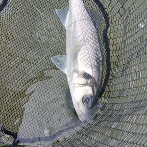 European Bass (Seabass)
