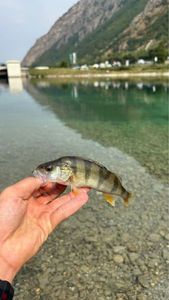 European Perch