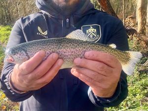 Rainbow Trout
