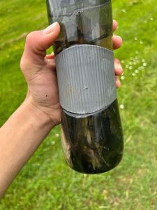 Black Bullhead
