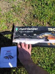 Rainbow Trout