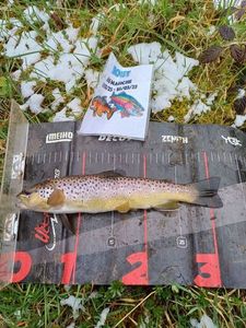 Brown Trout