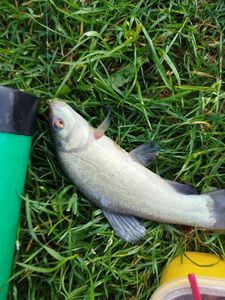 Tench
