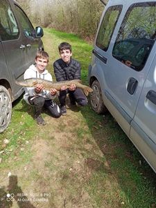 Northern Pike