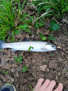 Rainbow Trout