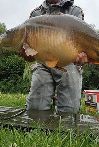Mirror Carp