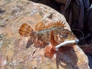 Brown Scorpionfish