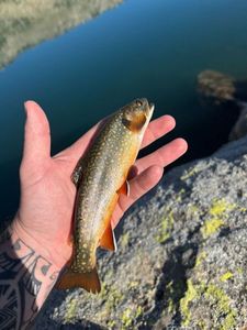 Brook Trout