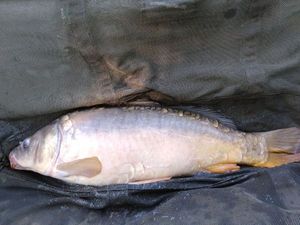Mirror Carp