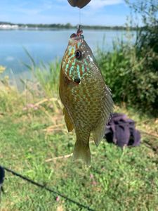 Pumpkinseed