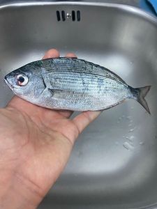 Saddled Seabream
