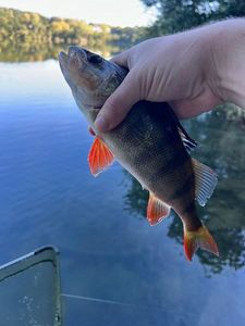 European Perch
