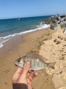 Black Seabream