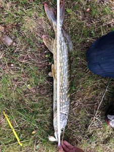 Northern Pike