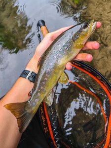 Brown Trout