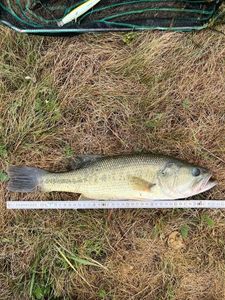 Largemouth Bass