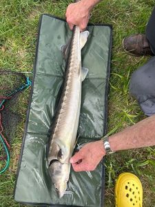 Sturgeon