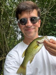 Largemouth Bass