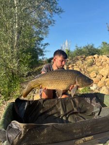 Common Carp