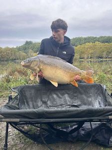 Mirror Carp