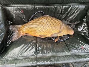 Common Carp