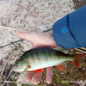 European Perch