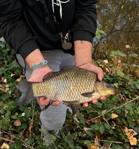 Common Carp