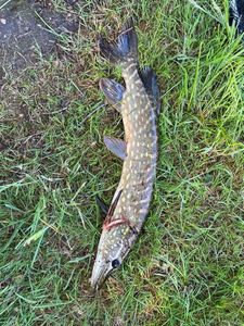 Northern Pike