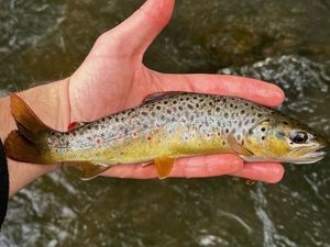 Brown Trout