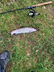 Rainbow Trout