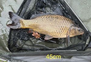Common Carp