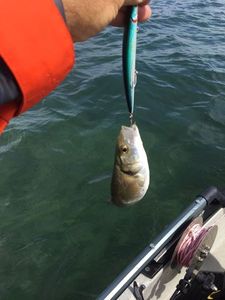 European Bass (Seabass)
