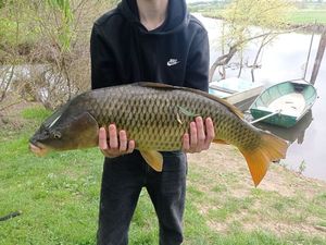 Common Carp