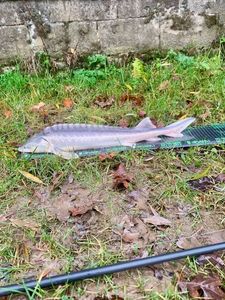 Starry Sturgeon
