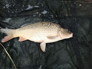 Common Carp