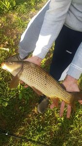 Common Carp