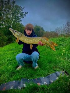 Northern Pike