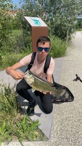 Largemouth Bass