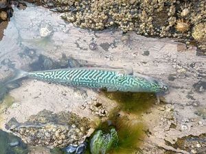 Mackerel