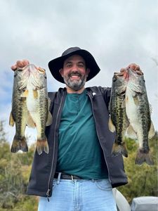 Largemouth Bass