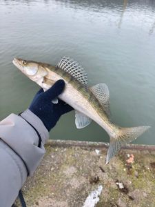 Zander