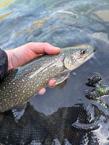 Lake Trout