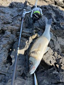 European Bass (Seabass)