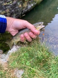 Brown Trout