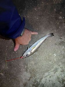 Whiting