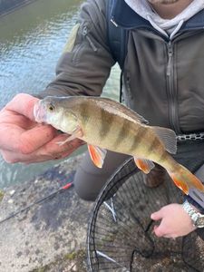 European Perch