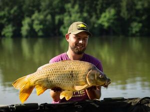 Common Carp